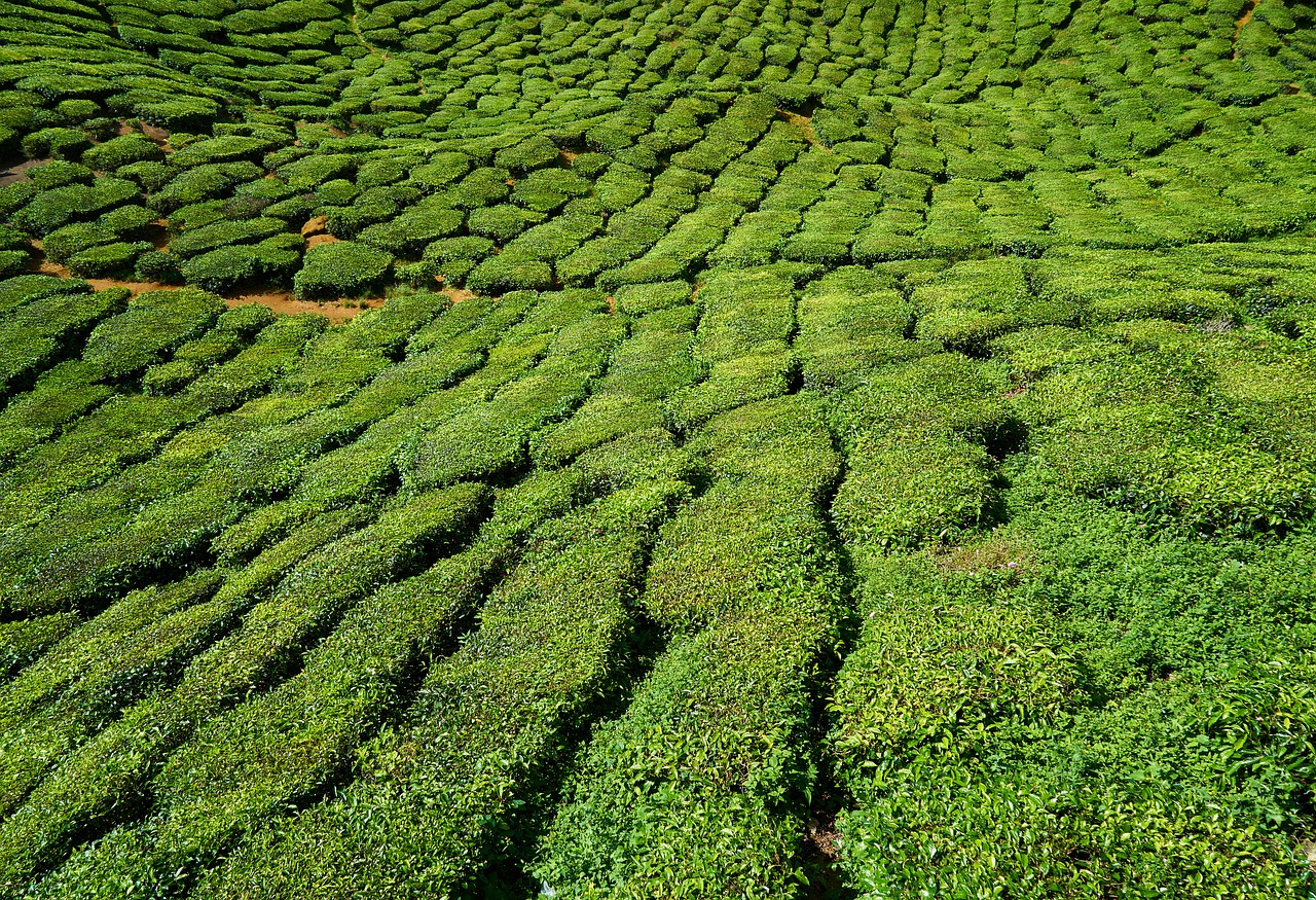 Jakie są zalety zielonej herbaty?